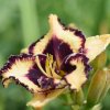 Hemerocallis (Daylily) Open My Eyes