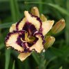 Hemerocallis (Daylily) Open My Eyes
