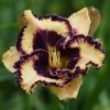 Hemerocallis (Daylily) Open My Eyes
