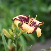 Hemerocallis (Daylily) Open My Eyes