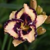 Hemerocallis (Daylily) Open My Eyes