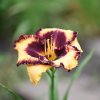 Hemerocallis (Daylily) Open My Eyes