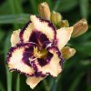 Hemerocallis (Daylily) Open My Eyes