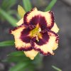Hemerocallis (Daylily) Open My Eyes