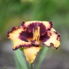 Hemerocallis (Daylily) Open My Eyes