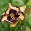 Hemerocallis (Daylily) Open My Eyes