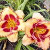 Hemerocallis (Daylily) Blonde Ambition