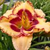 Hemerocallis (Daylily) Blonde Ambition