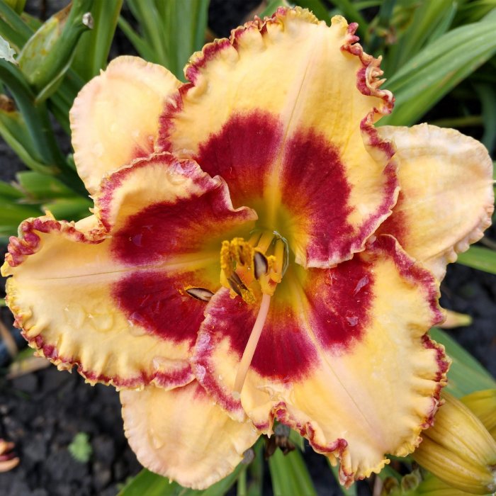Hemerocallis (Daylily) Blonde Ambition