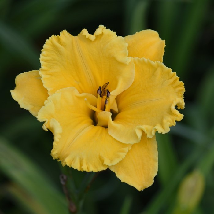 Hemerocallis (Daylily) Bill Norris