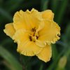 Hemerocallis (Daylily) Bill Norris