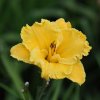 Hemerocallis (Daylily) Bill Norris