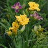 Hemerocallis (Daylily) Bill Norris