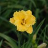 Hemerocallis (Daylily) Bill Norris