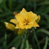 Hemerocallis (Daylily) Bill Norris