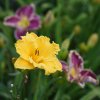 Hemerocallis (Daylily) Bill Norris