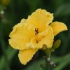 Hemerocallis (Daylily) Bill Norris