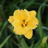Hemerocallis (Daylily) Bill Norris