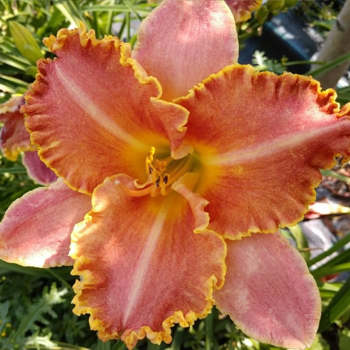 Hemerocallis (Daylily) Feeling Thorny