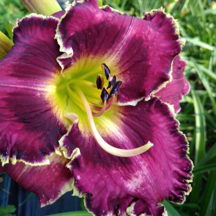 Hemerocallis (Daylily) Master's Confession