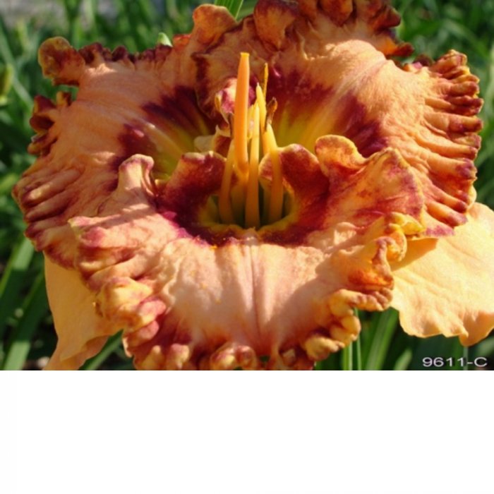 Hemerocallis (Daylily) Kniaz Volodimir (Prince Volodymyr)