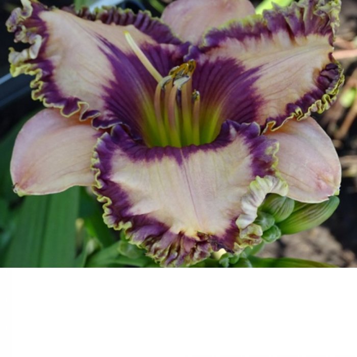 Hemerocallis (Daylily) Tauride Virgin