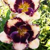 Hemerocallis (Daylily) Special Candy