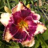 Hemerocallis (Daylily) Special Candy