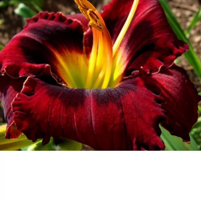 Hemerocallis (Daylily) African night
