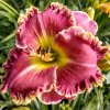 Hemerocallis (Daylily) Сіянець ЯЯ-01