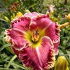 Hemerocallis (Daylily) Сіянець ЯЯ-01