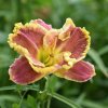 Hemerocallis (Daylily) Сіянець ЯЯ-19