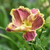 Hemerocallis (Daylily) Сіянець ЯЯ-19