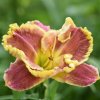 Hemerocallis (Daylily) Сіянець ЯЯ-19