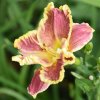 Hemerocallis (Daylily) Сіянець ЯЯ-19