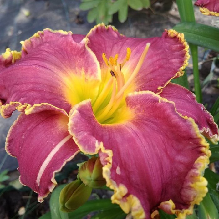 Hemerocallis (Daylily) Сіянець №154 (Пікалова)