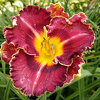 Hemerocallis (Daylily) seedling №S19068