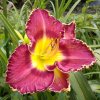 Hemerocallis (Daylily) seedling №S19068