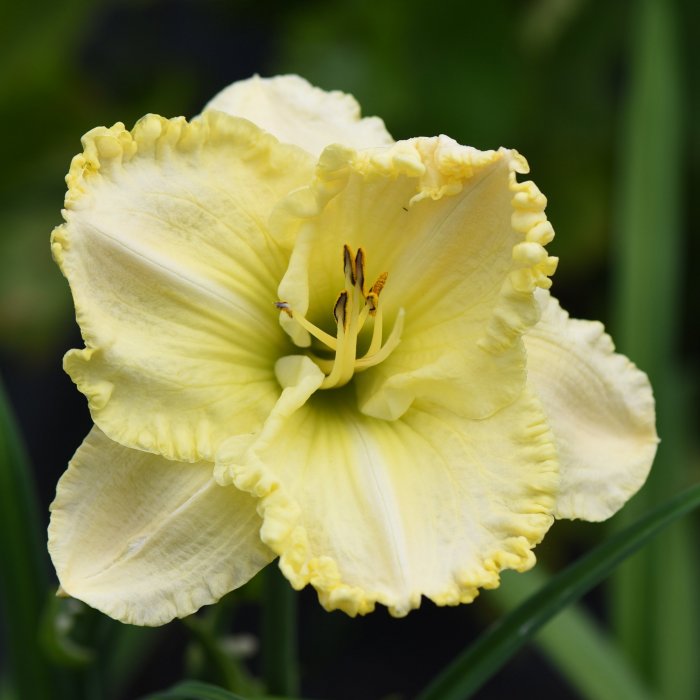 Hemerocallis (Daylily) seedling №S19107
