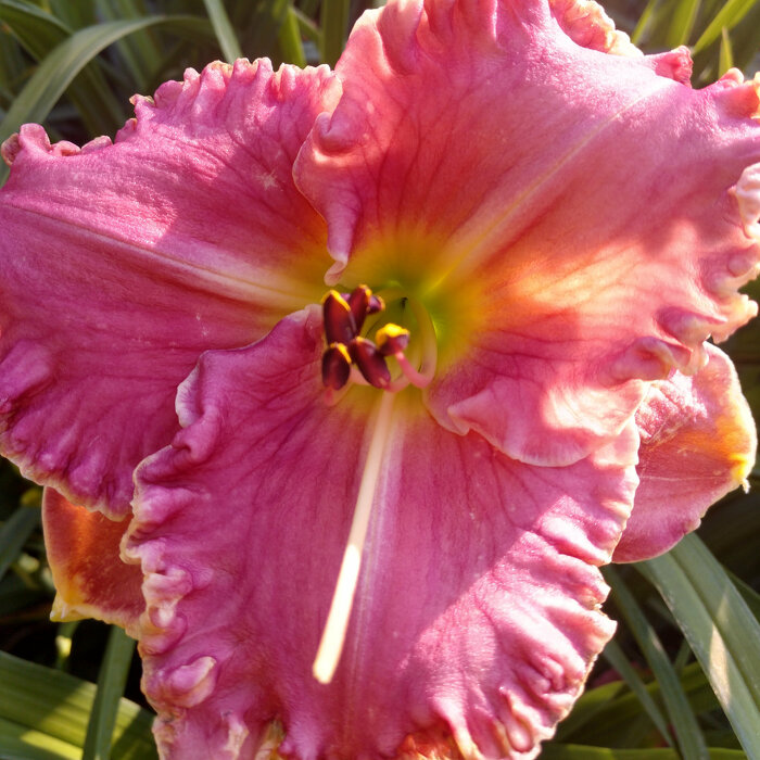 Hemerocallis (Daylily) seedling №S19013