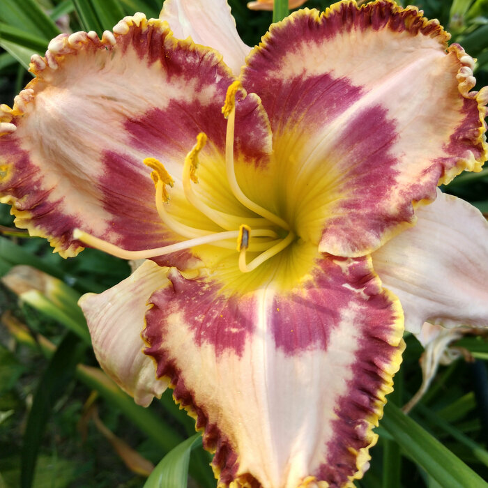 Hemerocallis (Daylily) seedling №S19023