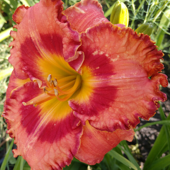 Hemerocallis (Daylily) seedling №S19028