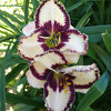 Hemerocallis (Daylily) seedling №S19029