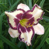 Hemerocallis (Daylily) seedling №S19029