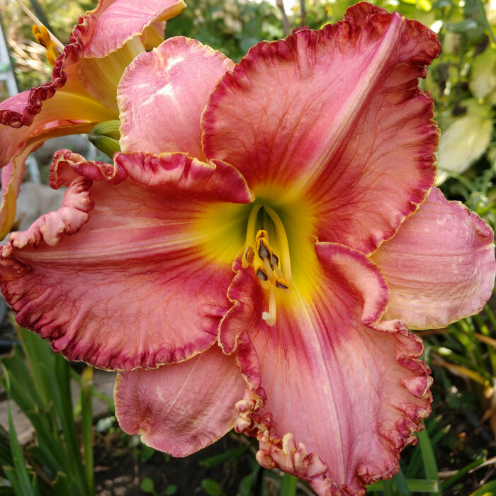 Hemerocallis (Daylily) seedling №S19031