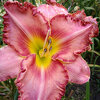 Hemerocallis (Daylily) seedling №S19031