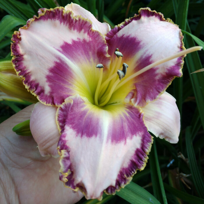 Hemerocallis (Daylily) seedling №S19033