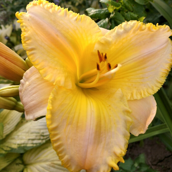 Hemerocallis (Daylily) seedling №S19037