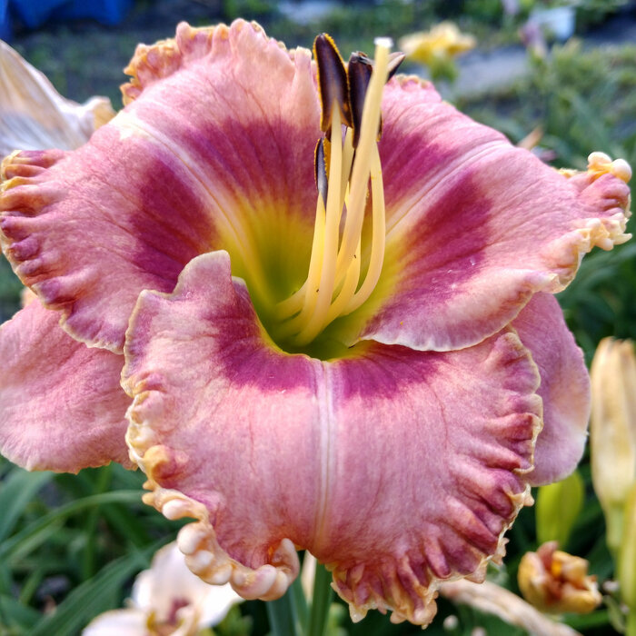 Hemerocallis (Daylily) seedling №S19078