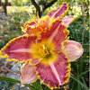 Hemerocallis (Daylily) seedling №S19080